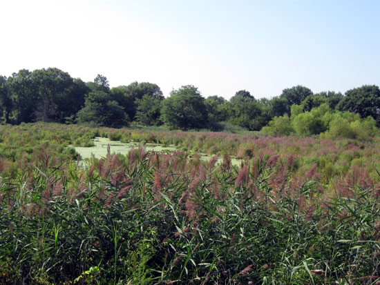 Reedy Wetland (Click to enlarge)