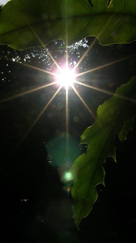 097.夕陽與樹葉