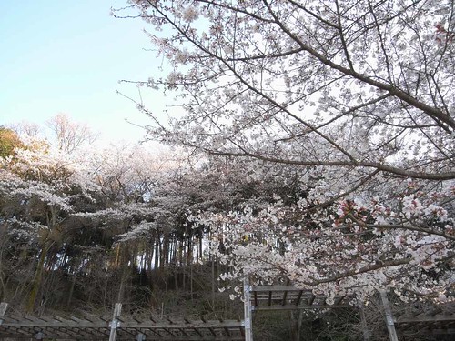 2009年-桜＠明日香村-10