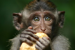 Baby monkey. Ubud, Bali - Indonesia. 2007.