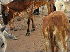 Kenyan cattle flee drought