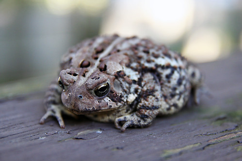 The Old Toad