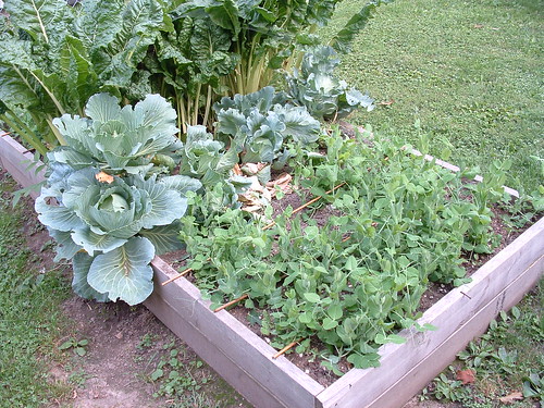 Late Peas and Poor Cabbage