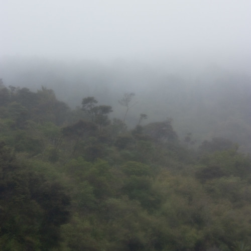 Cloud Forest-14