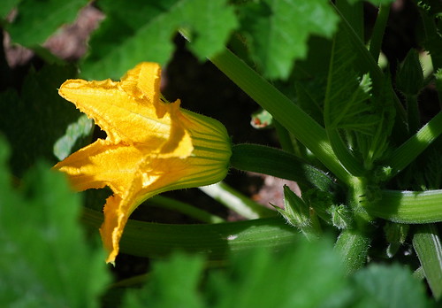 female zucchini flower