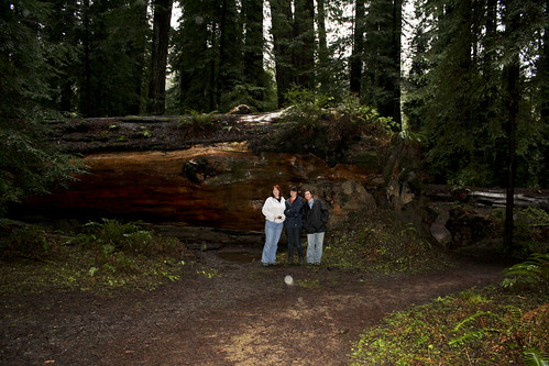 Fallen Redwood