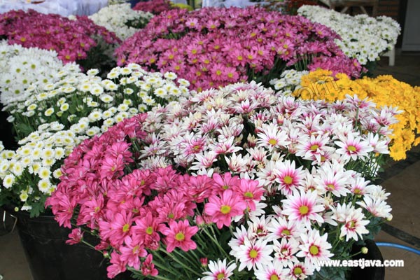 Chrysant Flower Market - Pasuruan