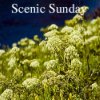 Scenic-Sunday-100-x-100