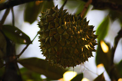 Manek Urai: Durian by Syed Azidi AlBukhary