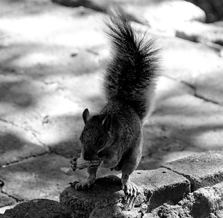 Squirl eating a nut in the Chapultepec park in Mexico City