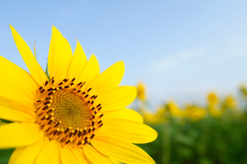 20090815 Sunflower 5