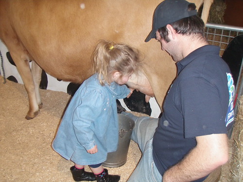 Chloe milks her first  cow