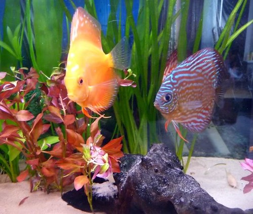 Discus with new Plants - Rotala by RossT99.