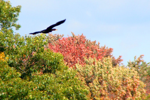 sudbury cormorant flying