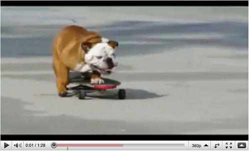 skateboard.dog.old.toolbar