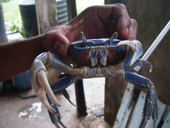 Calaloo Crab