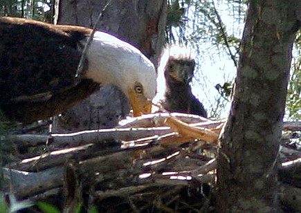 Eagle And Chick 20090213
