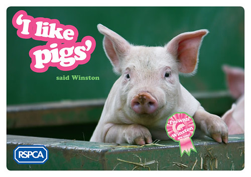 'I like pigs' direct mail appeal from RSPCA (February 2009)