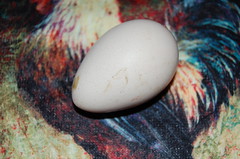 Pebbles, the basement turkey, laid her first egg