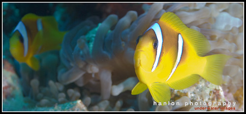 Red Sea clown fish