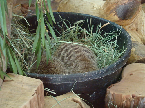 Meerkats at the Los Angeles Zoo