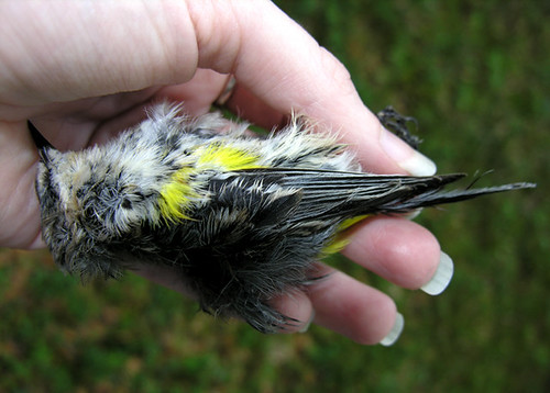 BONELUST - Dead Yellow-rumped Warbler in Hand