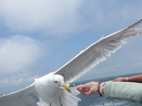 Hand feeding the gulls