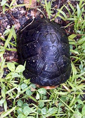 Turtle_8309b