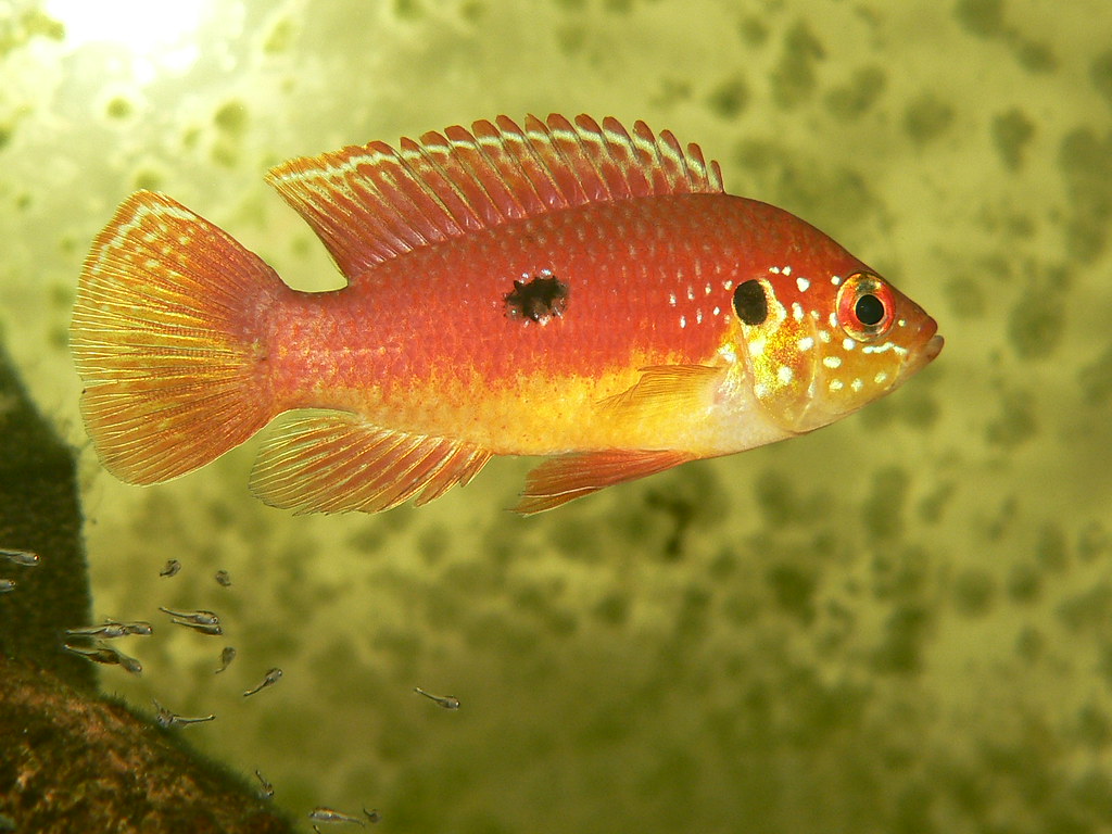 Hemichromis sp. Moanda male with fry
