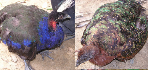 male and female congo peacock