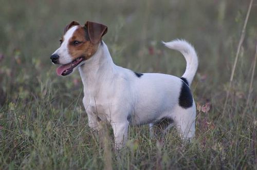 Jack Russel Terrier by Cani.com