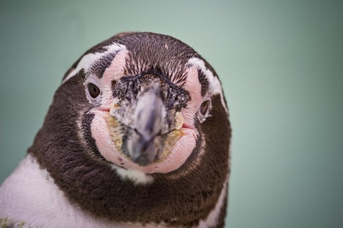  フリー画像| 動物写真| 鳥類| ペンギン| フンボルトペンギン|       フリー素材| 