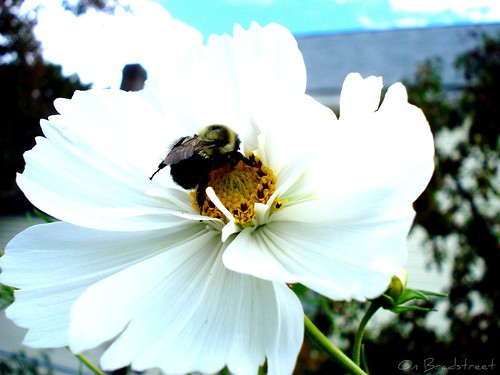 blustery day bee