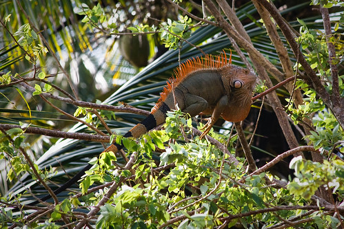 Iguana in a tree