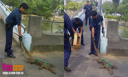 Poor giant lizard trapped by callous hunters