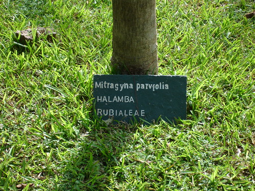 mitragyna  Mitragyna parviflora picture photo bild