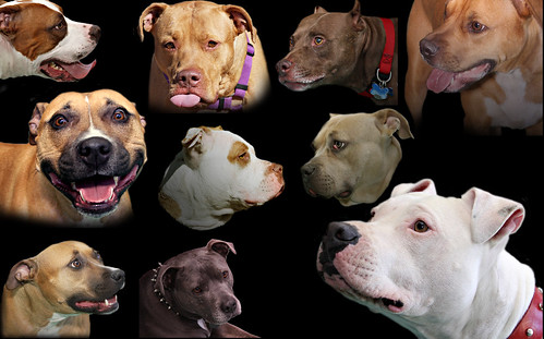 A Collage Montage of Portraits of the American Pit Bull Terrier, Staffordshire, Pit, Bully