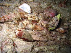 ORgy of Hermit Crabs