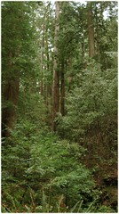 redwoodforest_150309