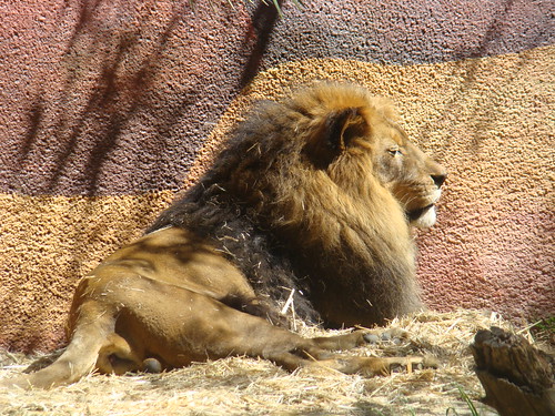 African Lion at the Los Angeles Zoo