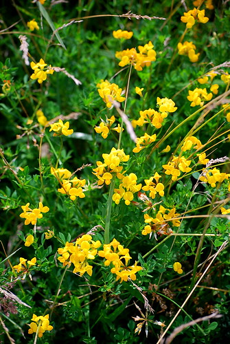 yellow flowers 1