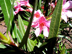 Pink Oleander foto druida