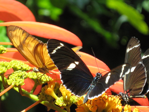 Butterfly Garden 044