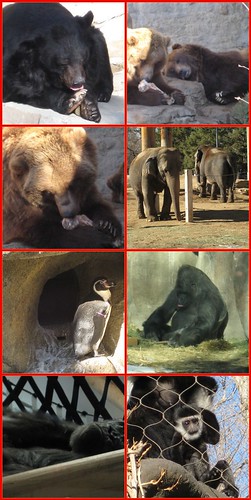 Denver Zoo Collage