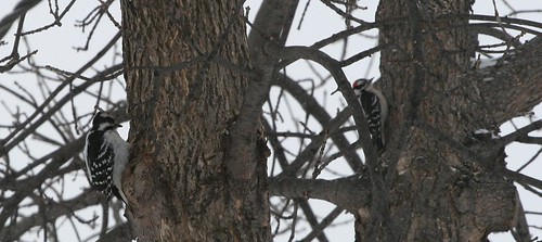 Downy and Hairy Woodpeckers by you.