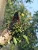 Coucal Cropped