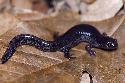 Small Mouth Salamander 25