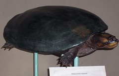 Podocnemis expansa - Museo de Historia Natural UNMSM