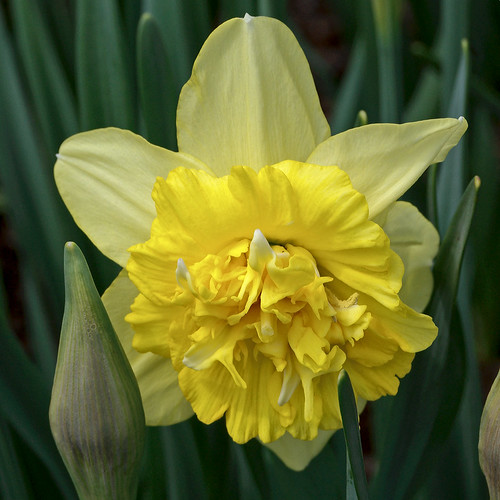 Missouri Botanical Garden (Shaw's Garden), in Saint Louis, Missouri, USA - Double daffodil, Narcissus 'Full House' Amaryllidaceae