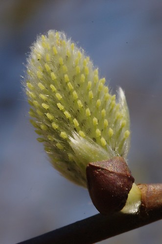 Salix caprea | Boswilg: stamperkatje - goat willow, female catkin